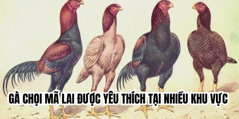Gà chọi Mã Lai được yêu thích tại nhiều khu vực